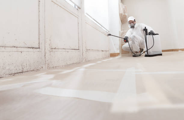 24/7 Emergency Black Mold Remediation experts in South Amboy, NJ