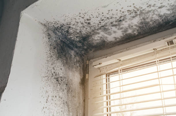 Affordable Black Mold Remediation solutions in South Amboy, NJ