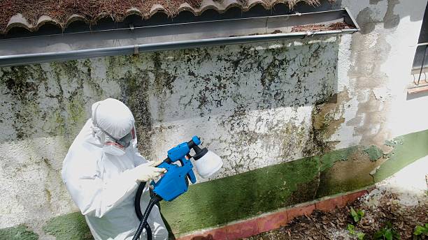 Top rated local Black Mold Remediation specialists in South Amboy, NJ